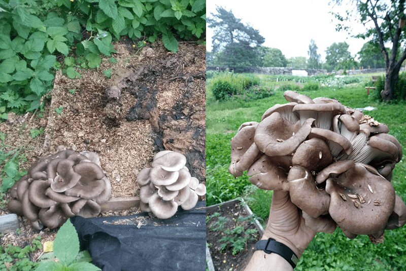 How to make a mushroom bed Helsieni