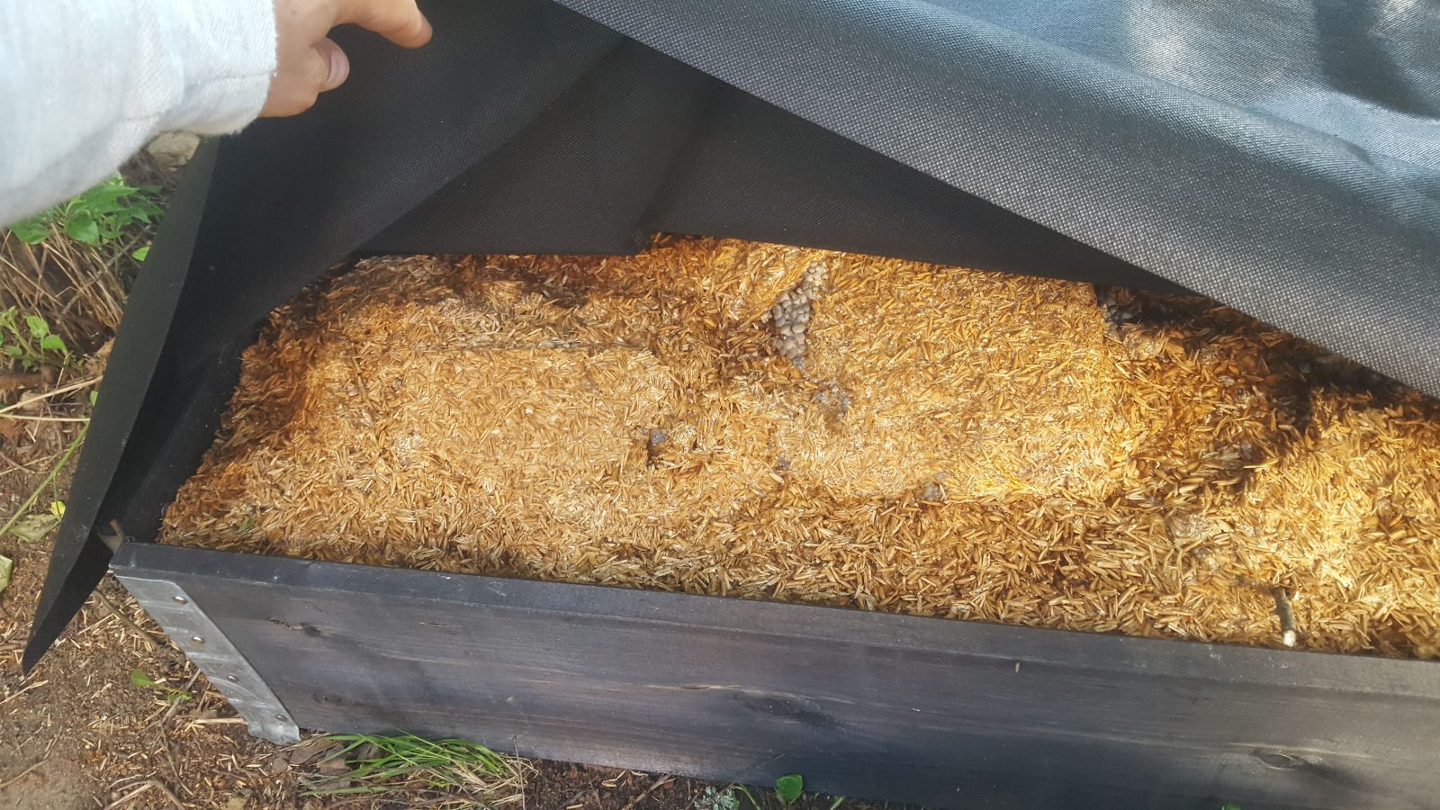 One of the best mulch ever Spent Mushroom Substrate What is Mushrooms