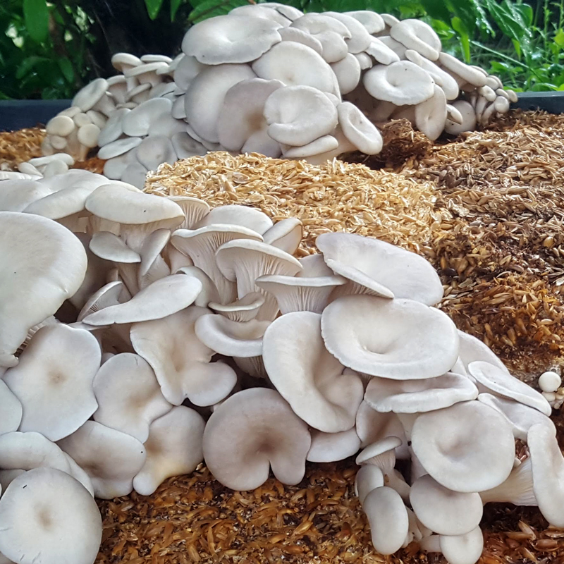 Osterivinokkaita kasvamassa sienipedissä