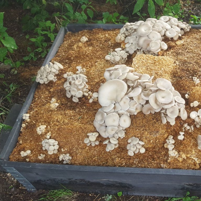 Mushroom Bed Helsieni
