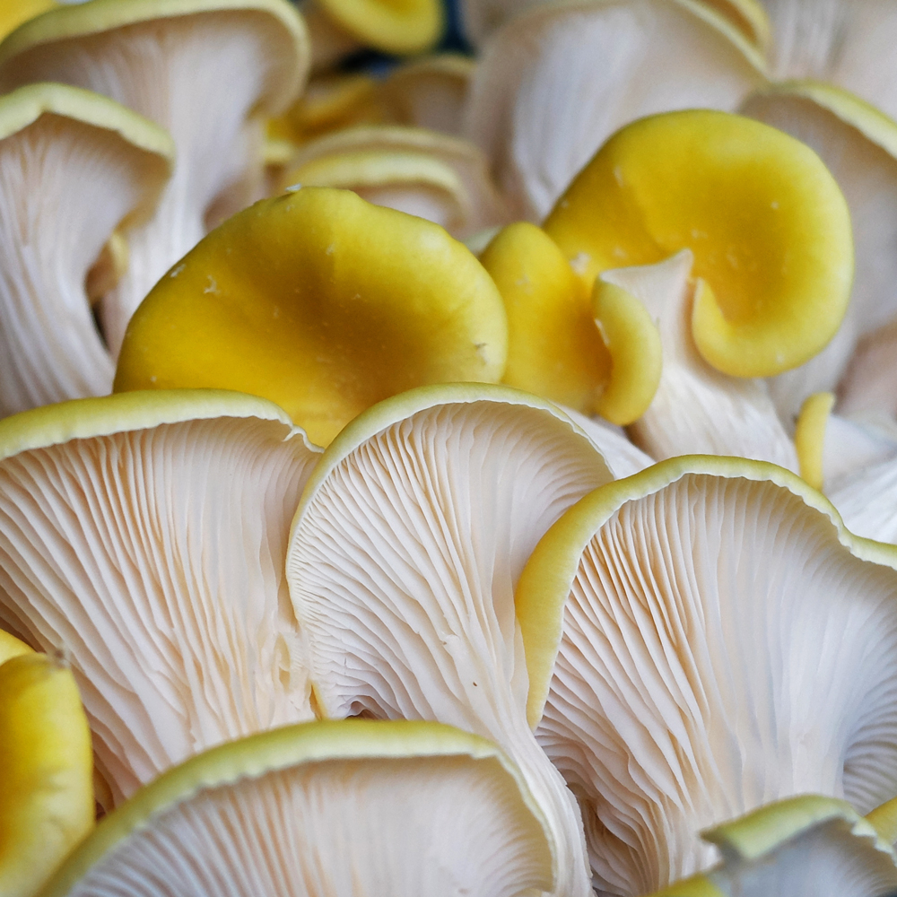Fresh Yellow Oyster mushrooms
